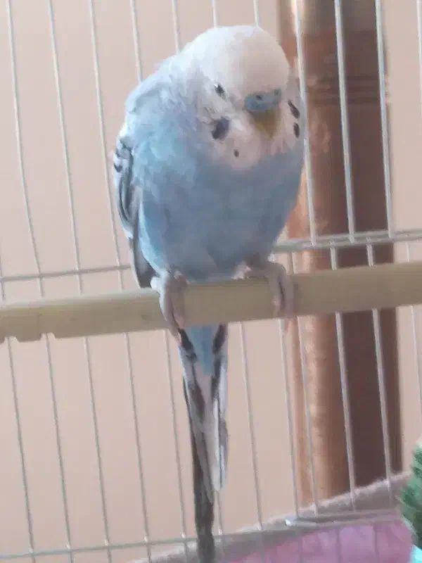 مرغ عشق|پرنده|مهربان, |دیوار