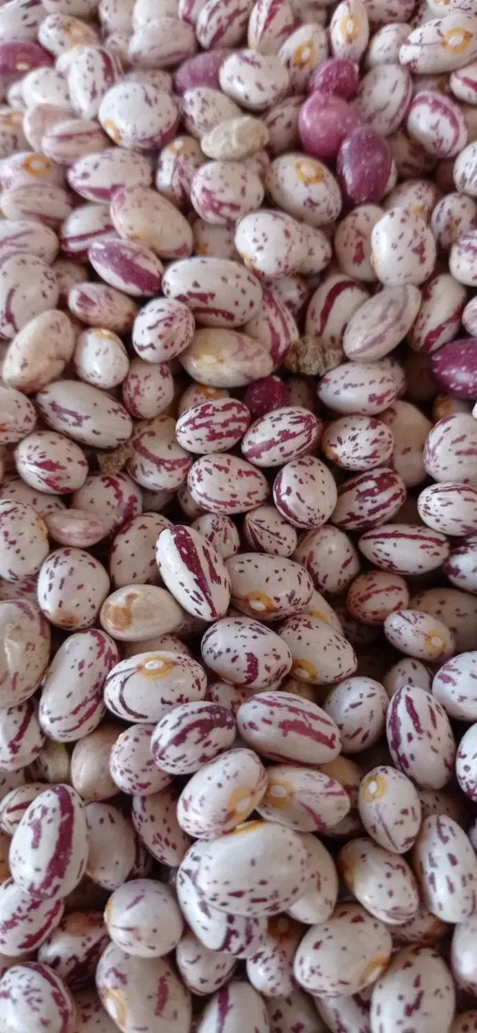 لوبیا چیتی درجه۱ درشت|عمده‌فروشی|ایجرود, |دیوار