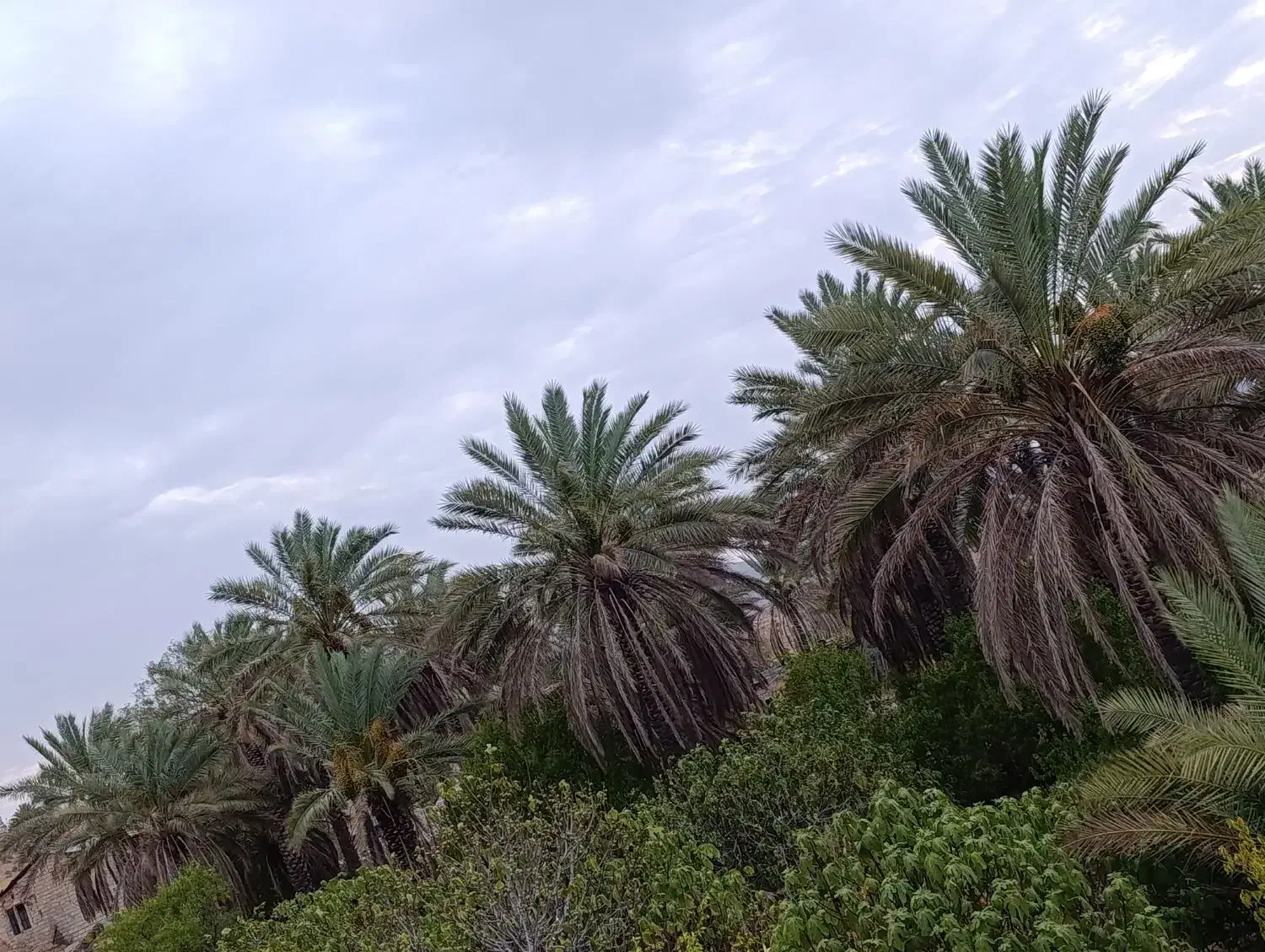 فروش ۴۰۰۰متر باغ و زمین واقع در خاوران|فروش دفتر صنعتی، کشاورزی، تجاری|سروستان, |دیوار