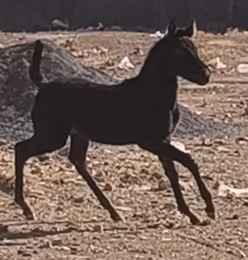 اسب کره مادیان پنج ماهه مشکی آینده دار زیبا|اسب و تجهیزات اسب‌سواری|تهران, فلسطین (میدان انقلاب)|دیوار