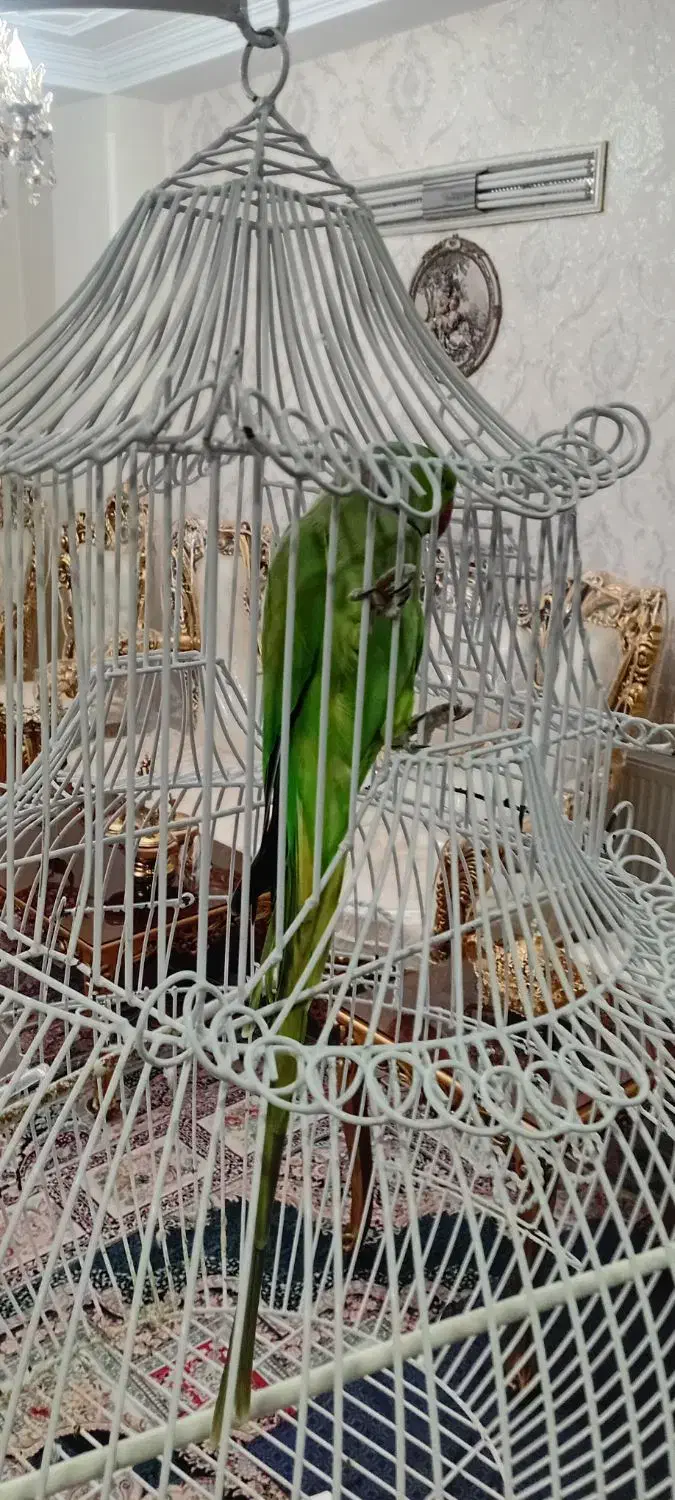 شاه طوطی ملنگو بالغ نر|پرنده|ری, دولتآباد|دیوار