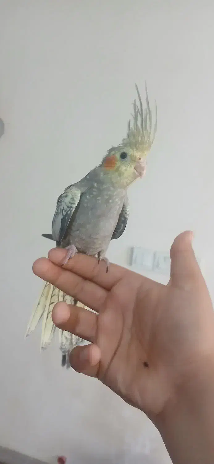 ۴ تا عروس هلندی|پرنده|کرج, شهرک سهرابیه|دیوار