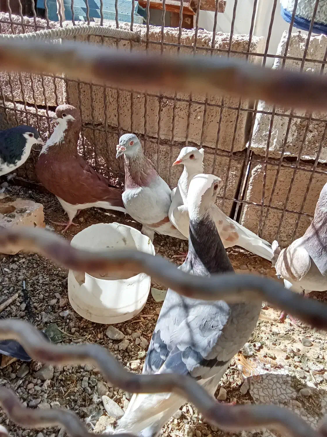 هفت عددکبوترمشتی|پرنده|بالا ولایت, |دیوار