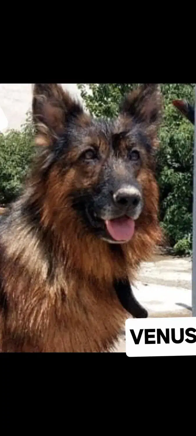 سگ وارداتی ژرمن ماده|سگ|تهران, اکباتان|دیوار