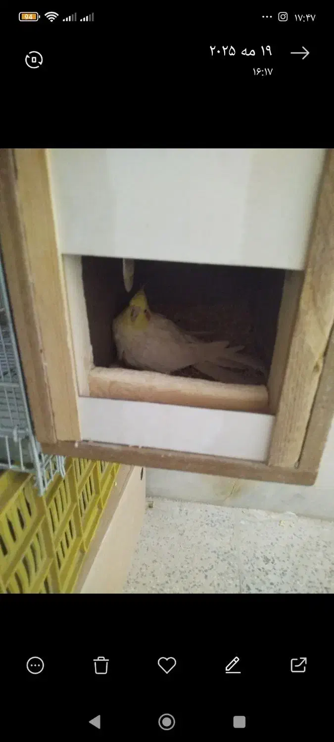 جفت مولد .بشرط عروس هلندی لوتینو|پرنده|ملایر, |دیوار