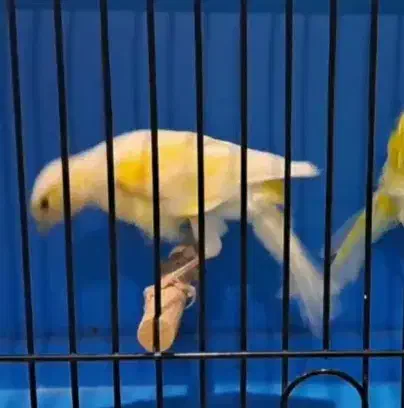 قناری|پرنده|تبریز, |دیوار