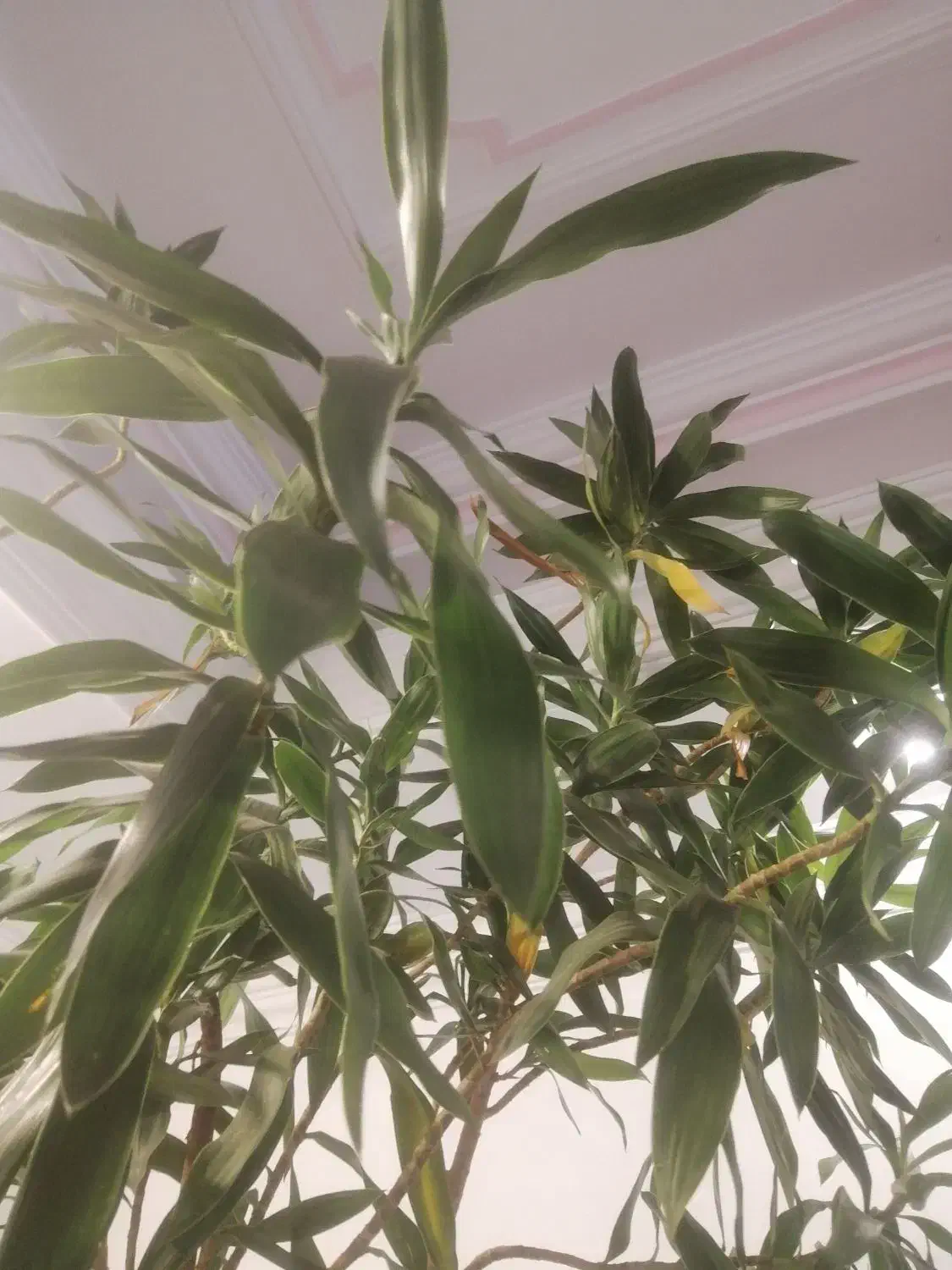 درختچه|گل و گیاه طبیعی|تهران, ازگل|دیوار