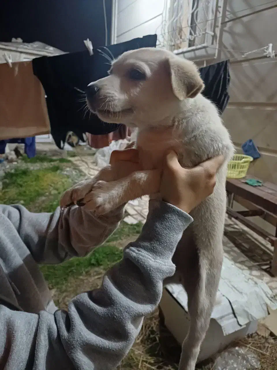 توله شکاری پاکوتاه واگذاری|سگ|شاندرمن, |دیوار