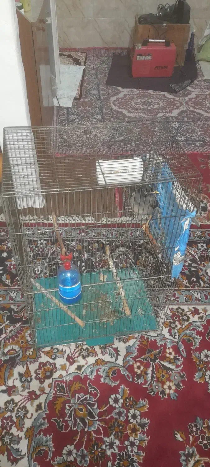 مینا سخنگو|پرنده|تهران, مسعودیه|دیوار