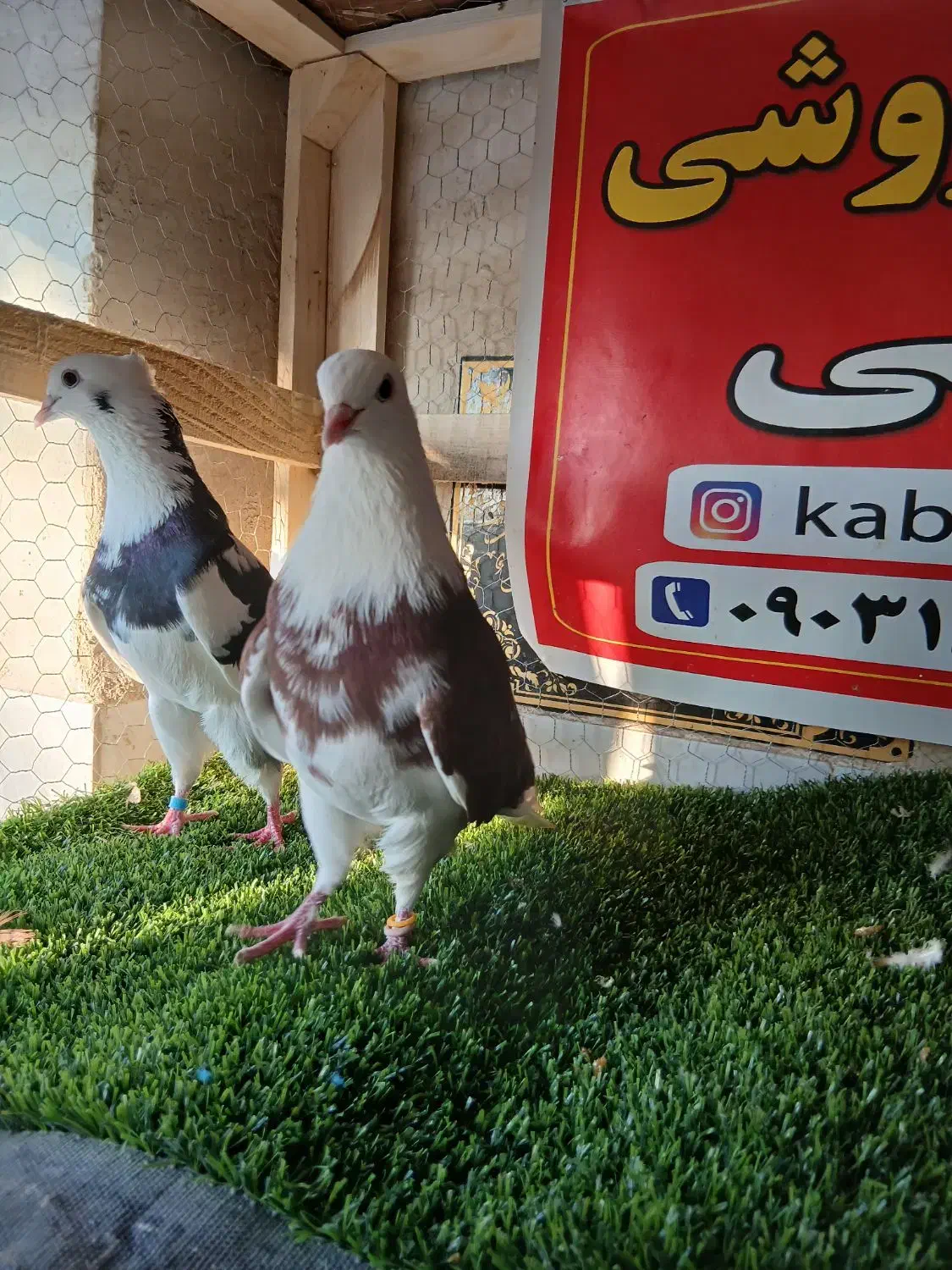 کبوتر ساعتی پرشی|پرنده|رامیان, |دیوار