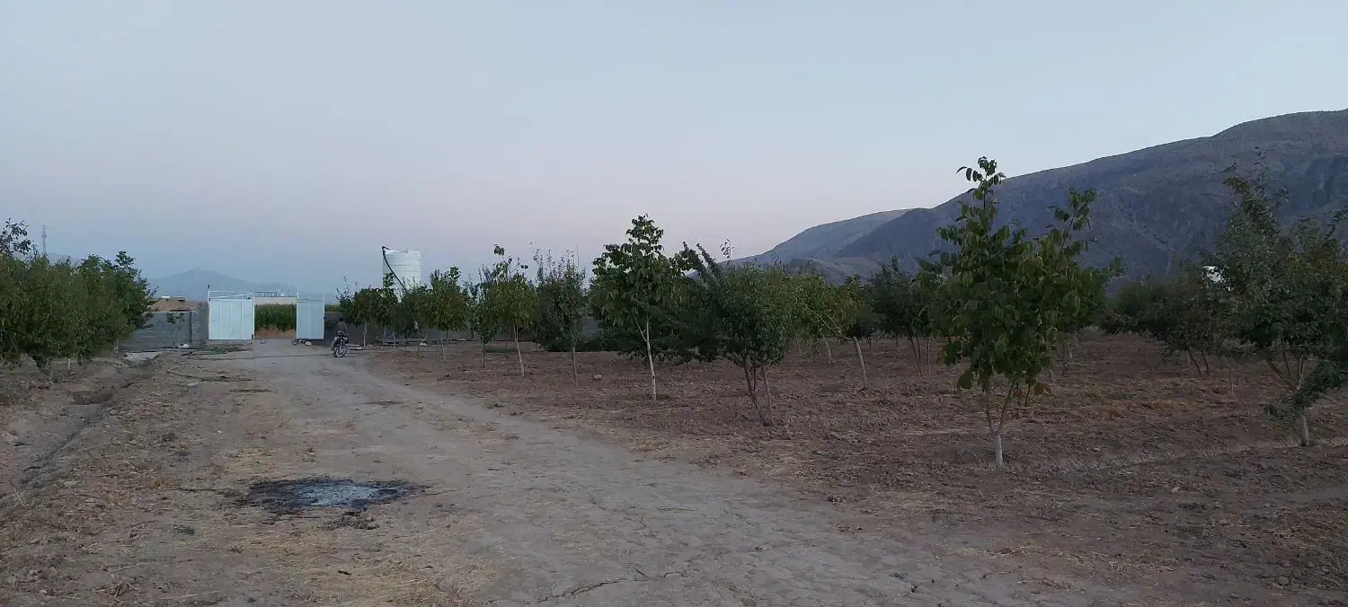 فروش باغ ثمری حسن آباد سنجرلو|فروش زمین و ملک کلنگی|سیدان, |دیوار