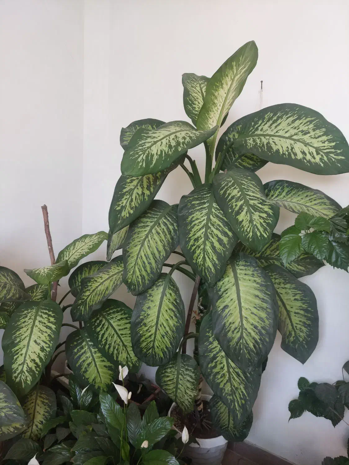 گل دیفن|گل و گیاه طبیعی|آستارا, |دیوار