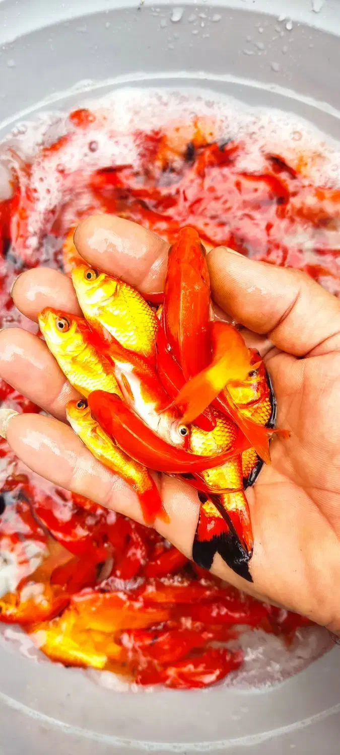 ماهی قرمز|ماهی|چالوس, |دیوار