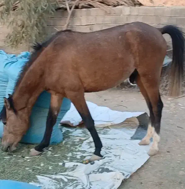 اسب|اسب و تجهیزات اسب‌سواری|کازرون, |دیوار