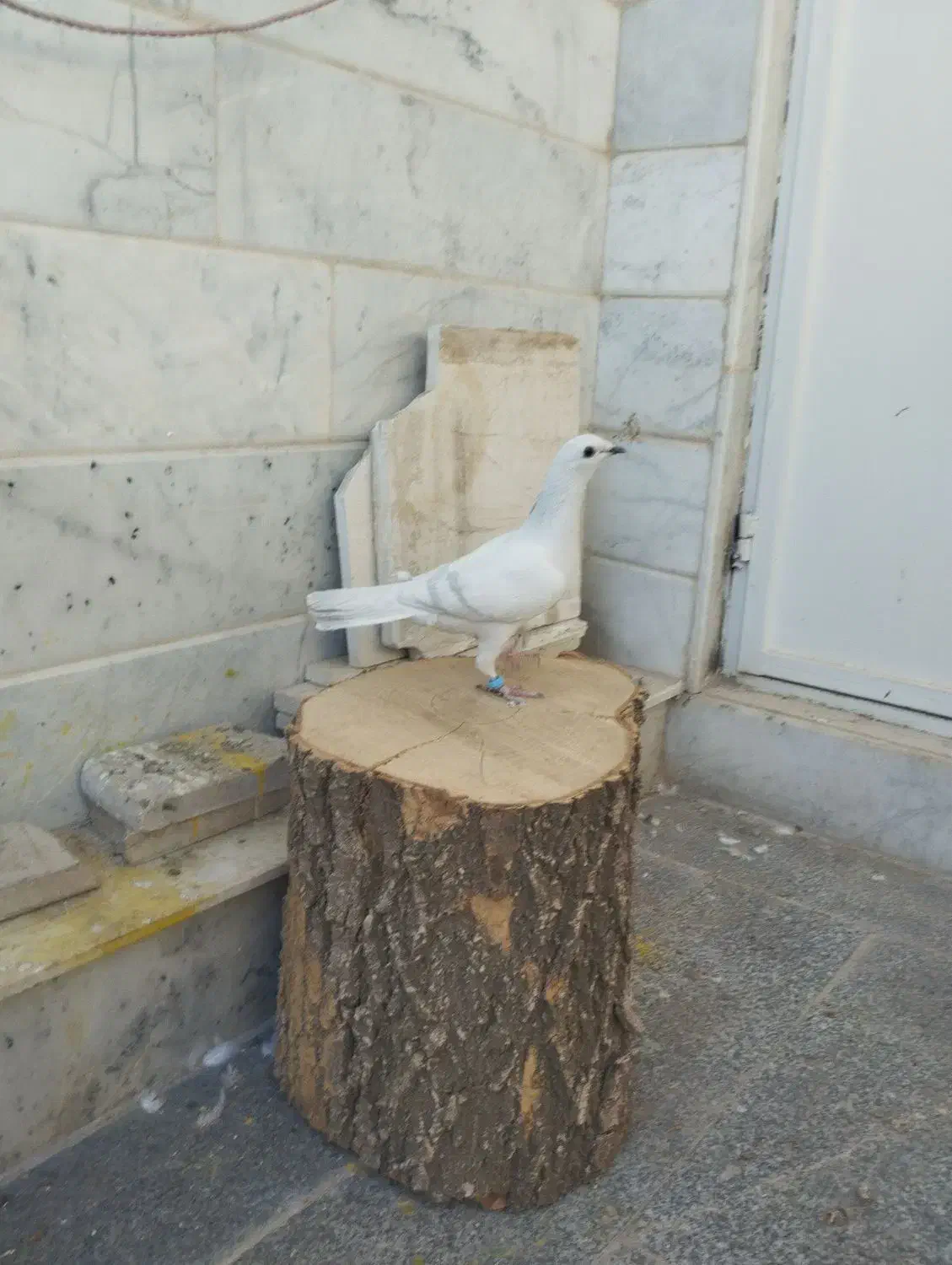 سرخ|پرنده|تربتحیدریه, دیزقند|دیوار