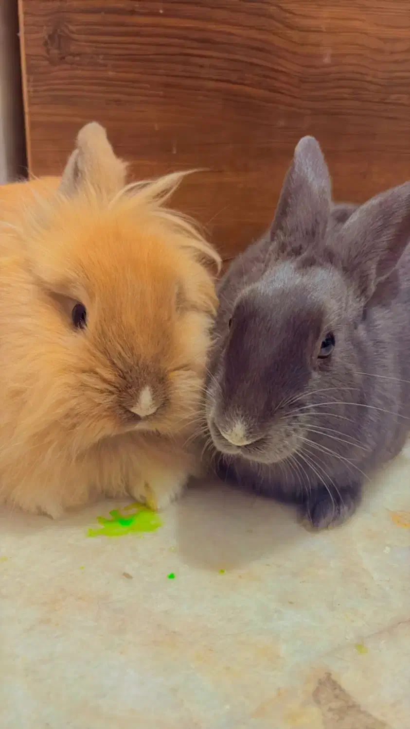 خرگوش|موش و خرگوش|شیراز, شهرک رضوان|دیوار