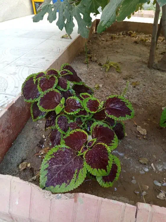 گل حسن یوسف|گل و گیاه طبیعی|بناب, |دیوار