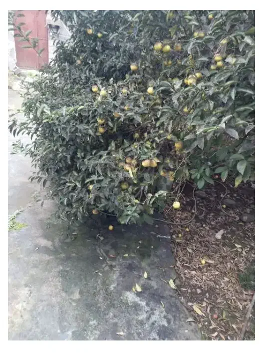 درخت لیموشیرین|گل و گیاه طبیعی|رشت, دخانیات|دیوار