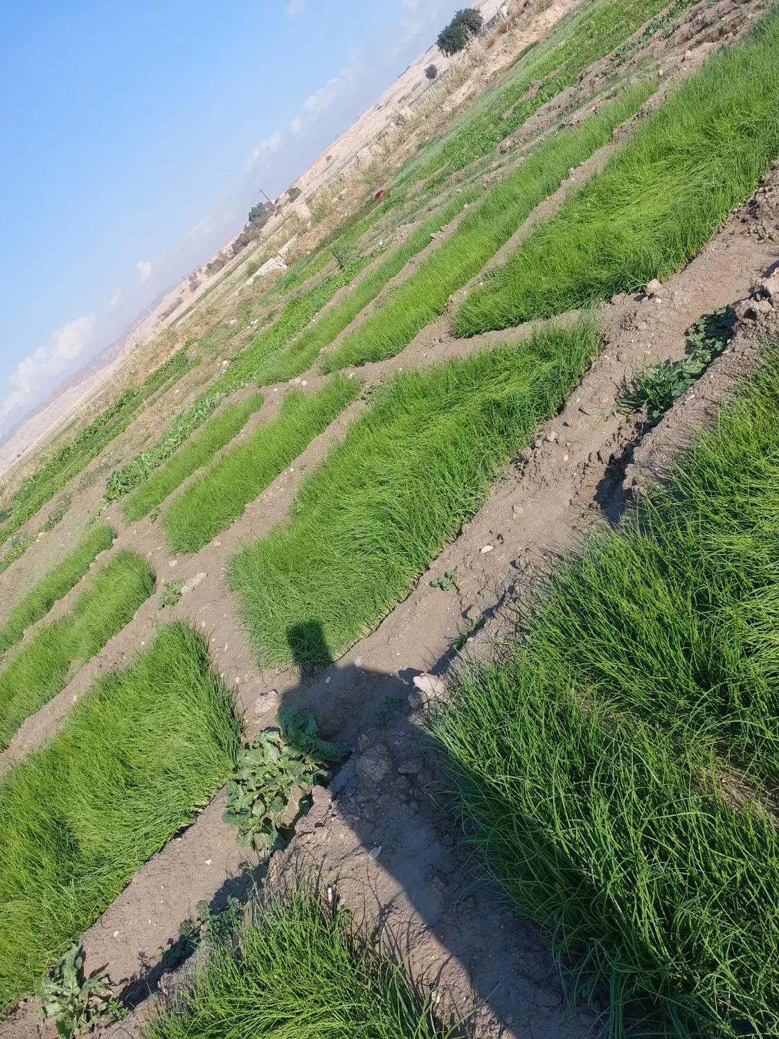 تیم پیاز فروشی|خدمات باغبانی و درختکاری|رامهرمز, |دیوار