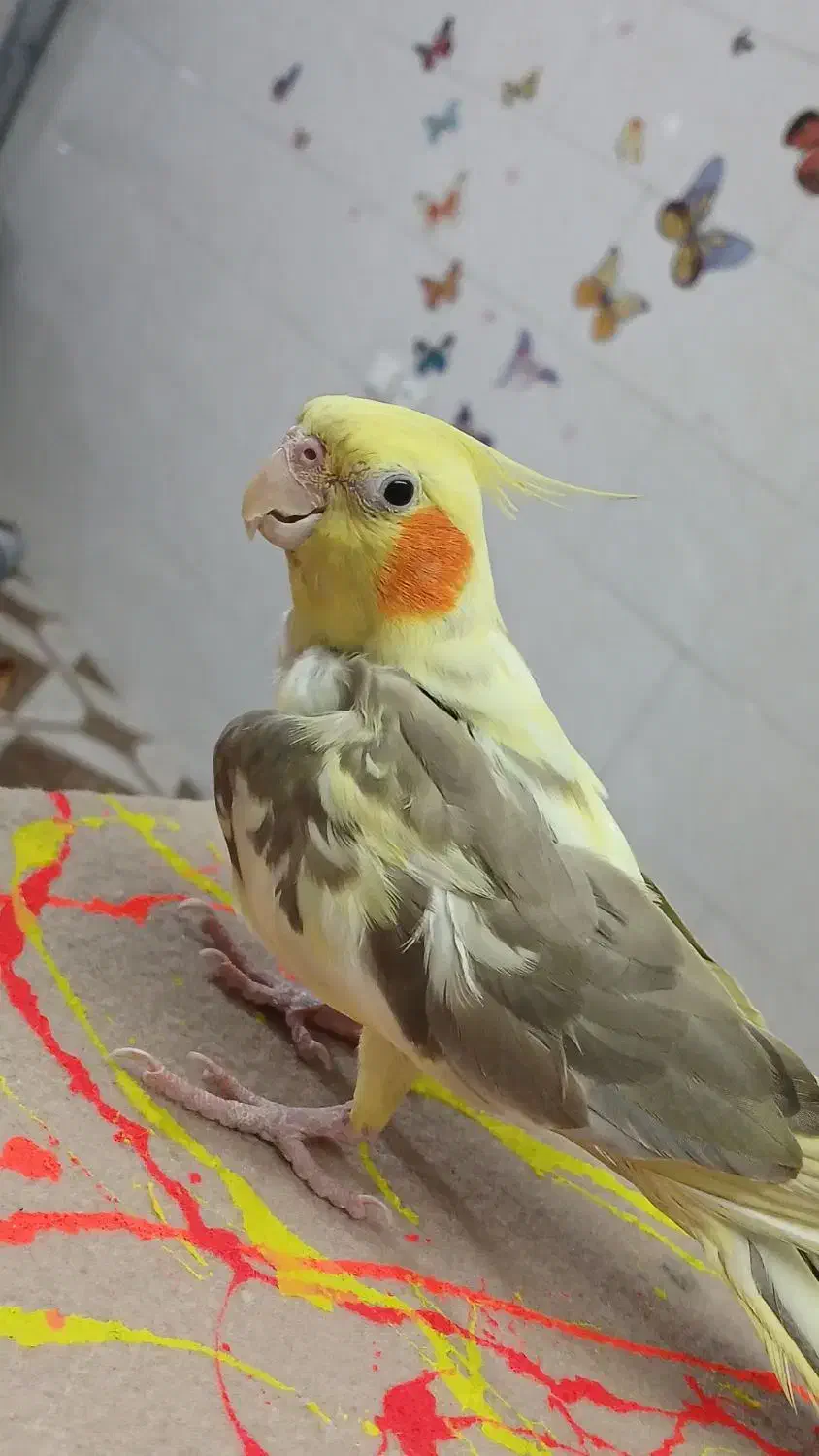 عروس هلندی جفت|پرنده|هشتگرد, تهران دشت|دیوار