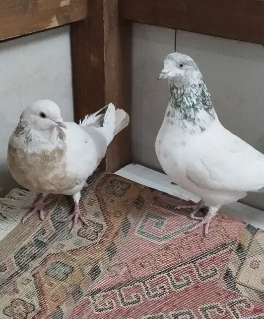 کبوتر|پرنده|اصفهان, ارغوانیه|دیوار