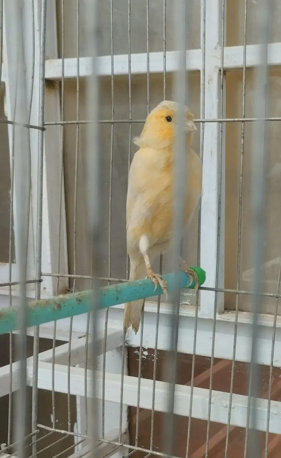 قناری|پرنده|دهلران, |دیوار