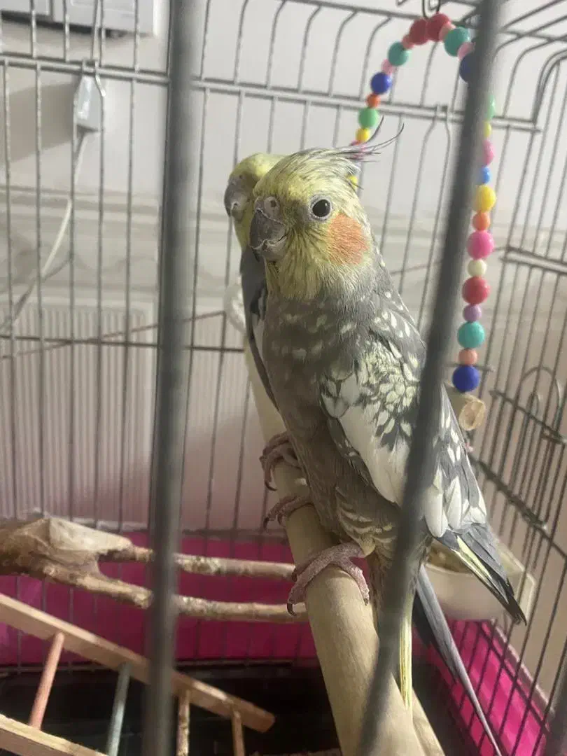 عروس هلندی نر و ماده|پرنده|قرچک, باقرآباد|دیوار