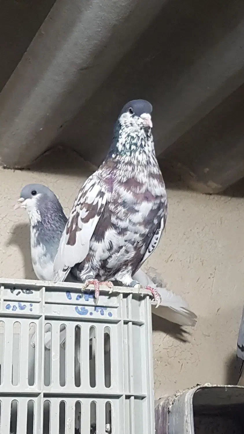 جفت شهری بی عیب|پرنده|بانش, |دیوار