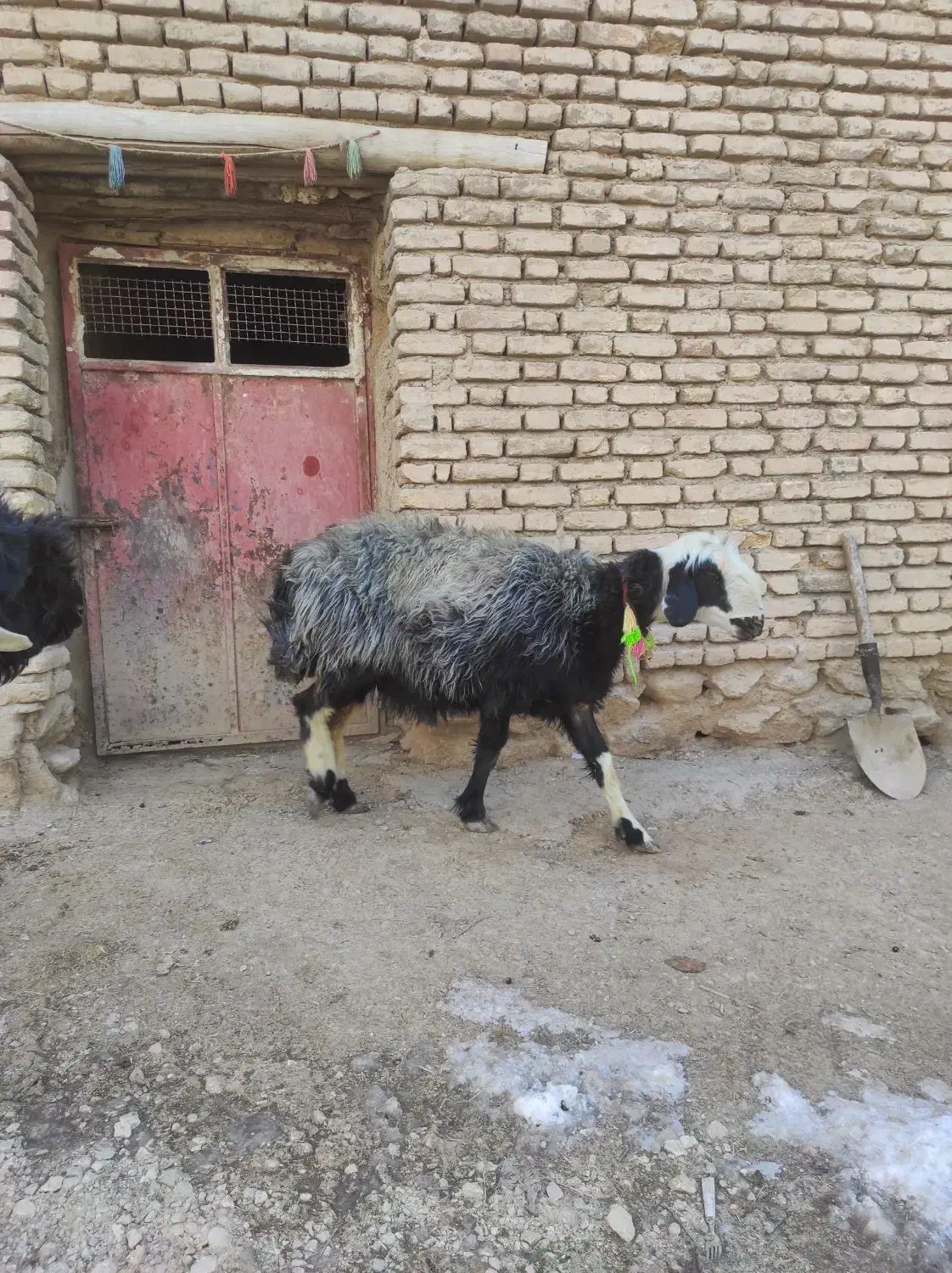 100000|حیوانات مزرعه|جونقان, |دیوار