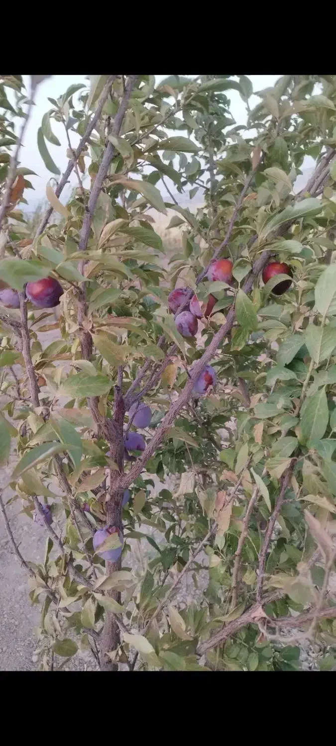 زمین کارزان|فروش زمین و ملک کلنگی|کارزان, |دیوار