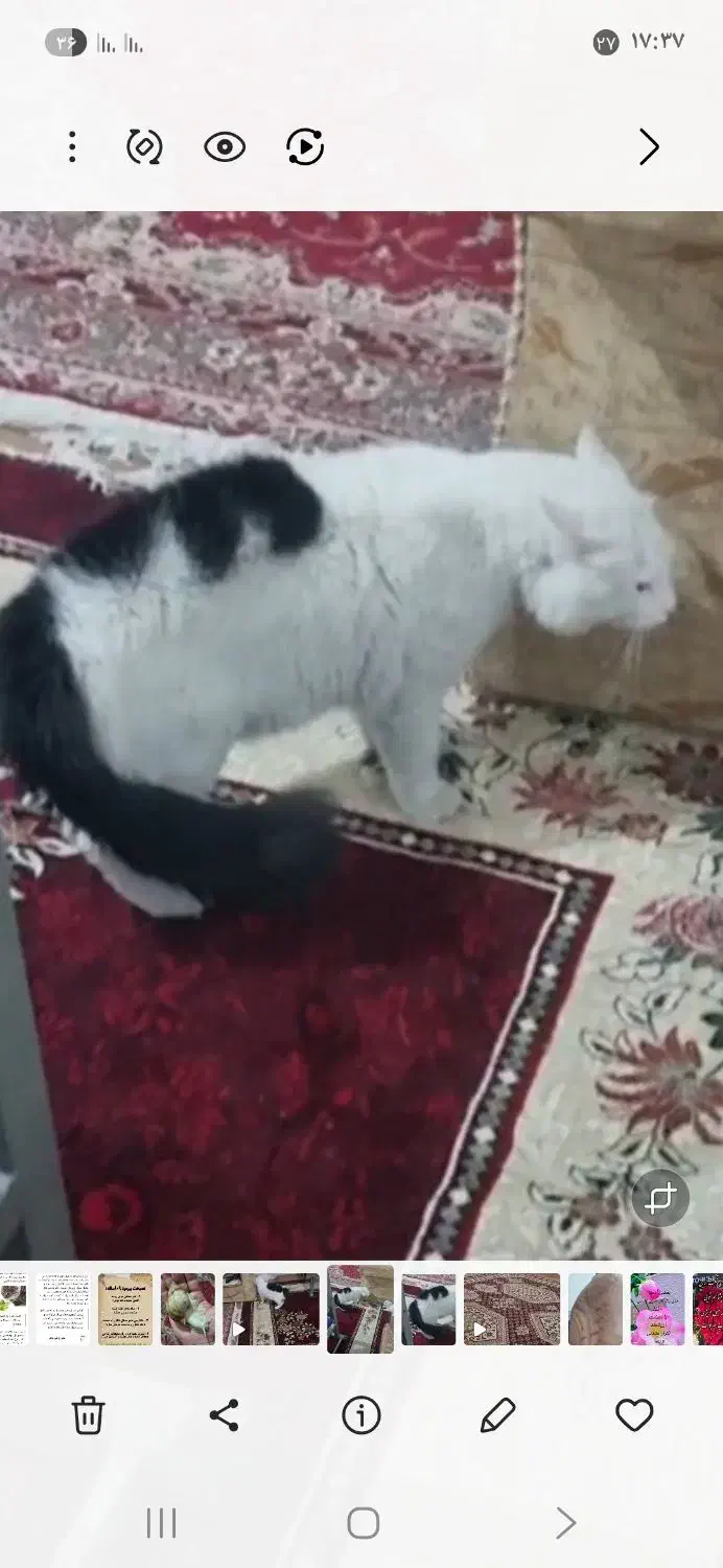 دو عدد گربه پرشین کلاسیک|گربه|ارومیه, |دیوار