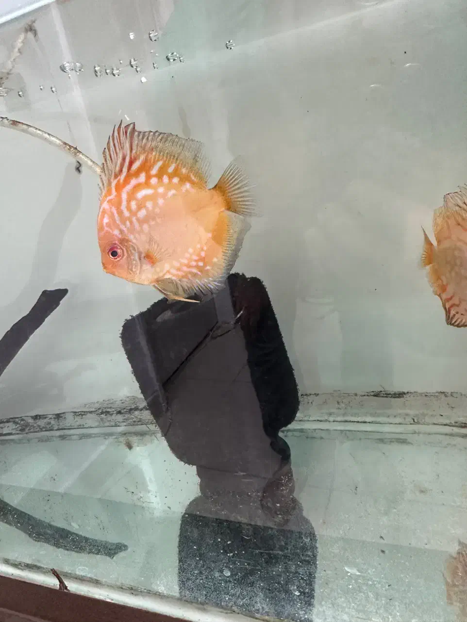 دو عدد دیسکس همراه میکس دل و ارتمیا منجمد|ماهی|محمدشهر, همایون ویلا|دیوار