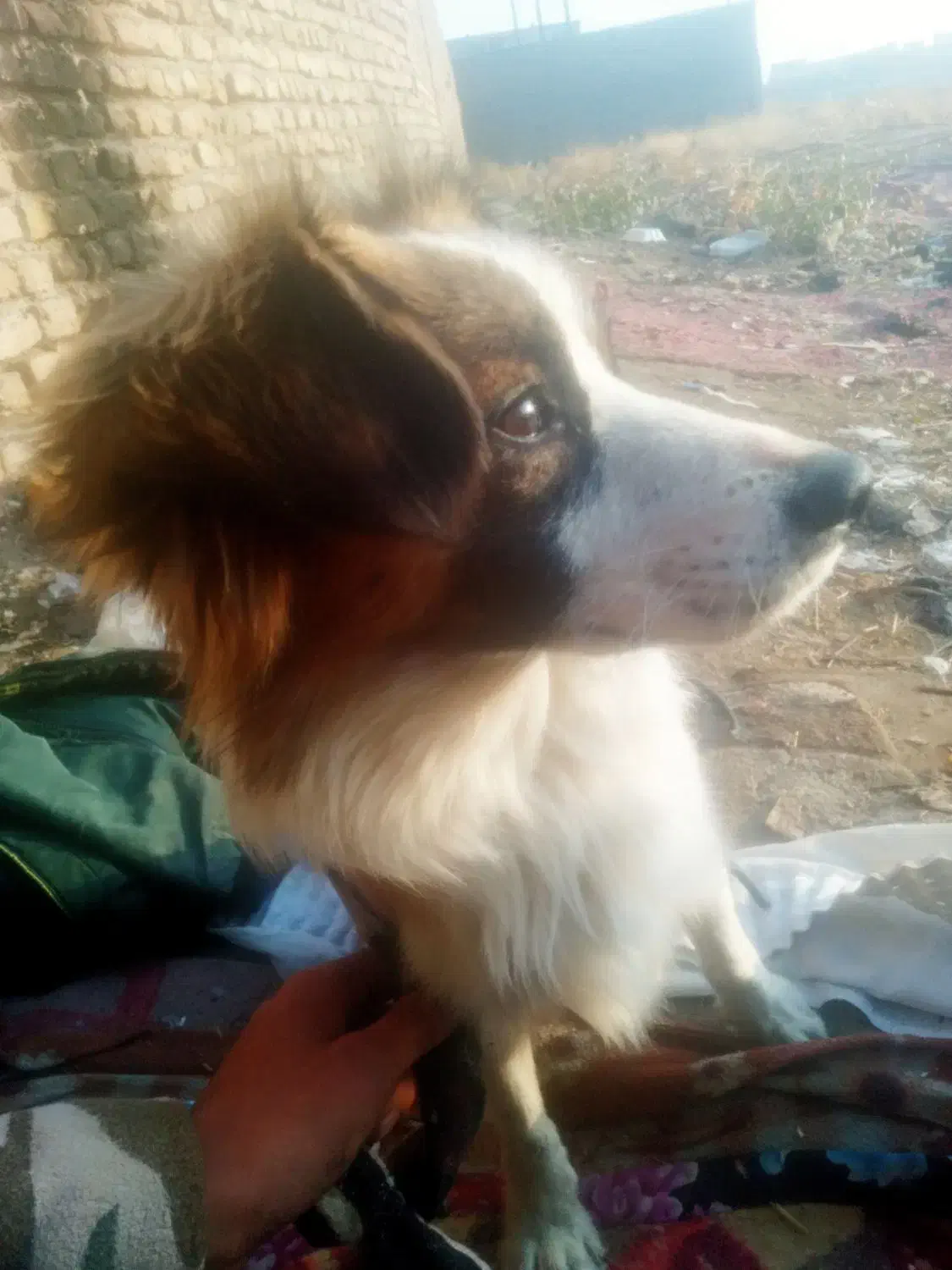 واگذاری سگ پا کوتاه اشپیتز یسال نیمشه|سگ|درگز, |دیوار