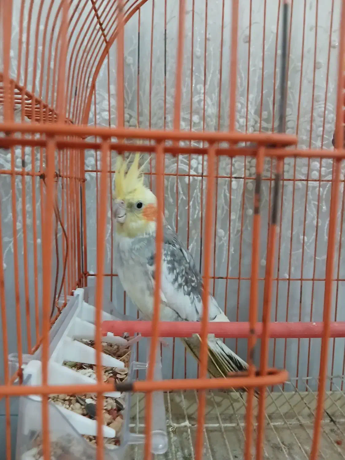 یک عدد عروس هلندی نر|پرنده|کردکوی, |دیوار