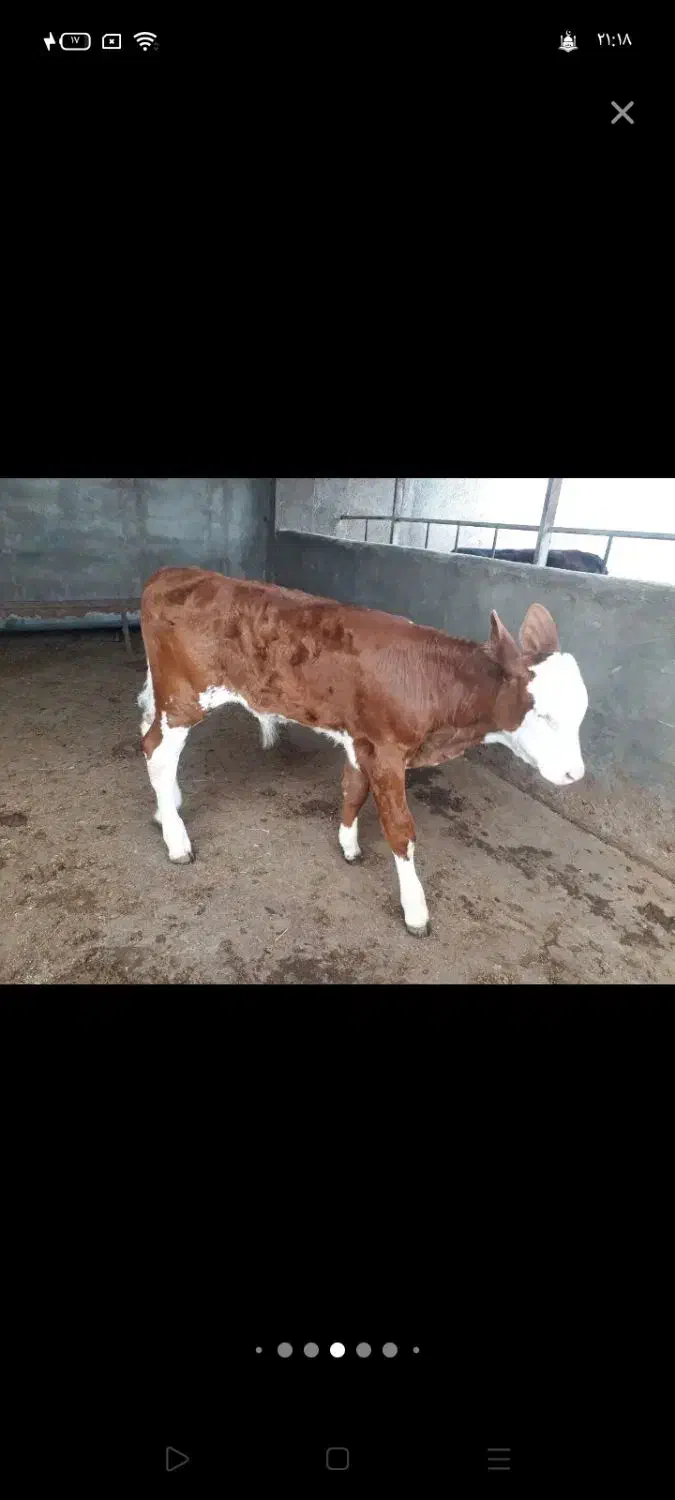 گوساله|حیوانات مزرعه|میانه, |دیوار