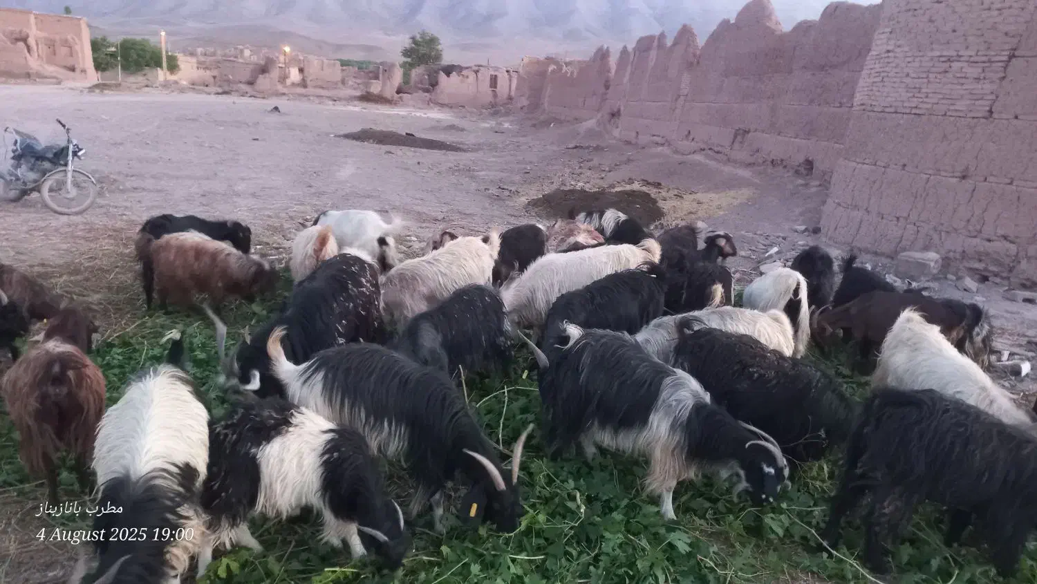 بزداشتی|حیوانات مزرعه|بوانات, |دیوار