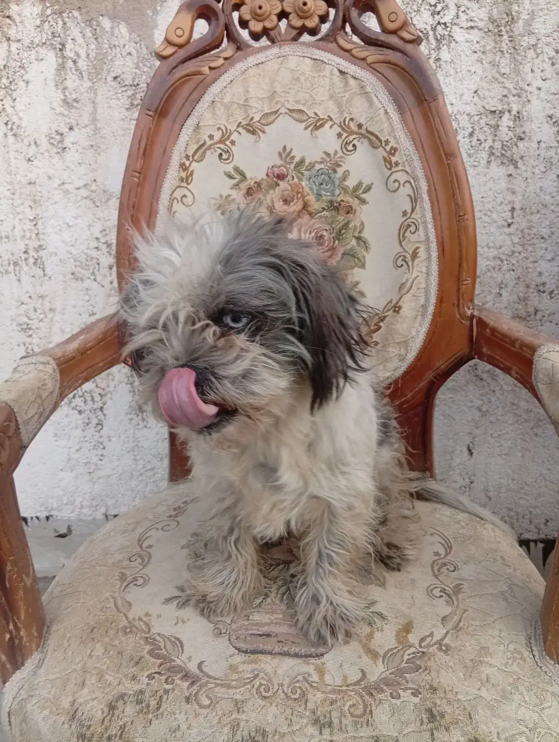 سگ ماده شیتزو 8ماهه|سگ|چهارباغ, |دیوار