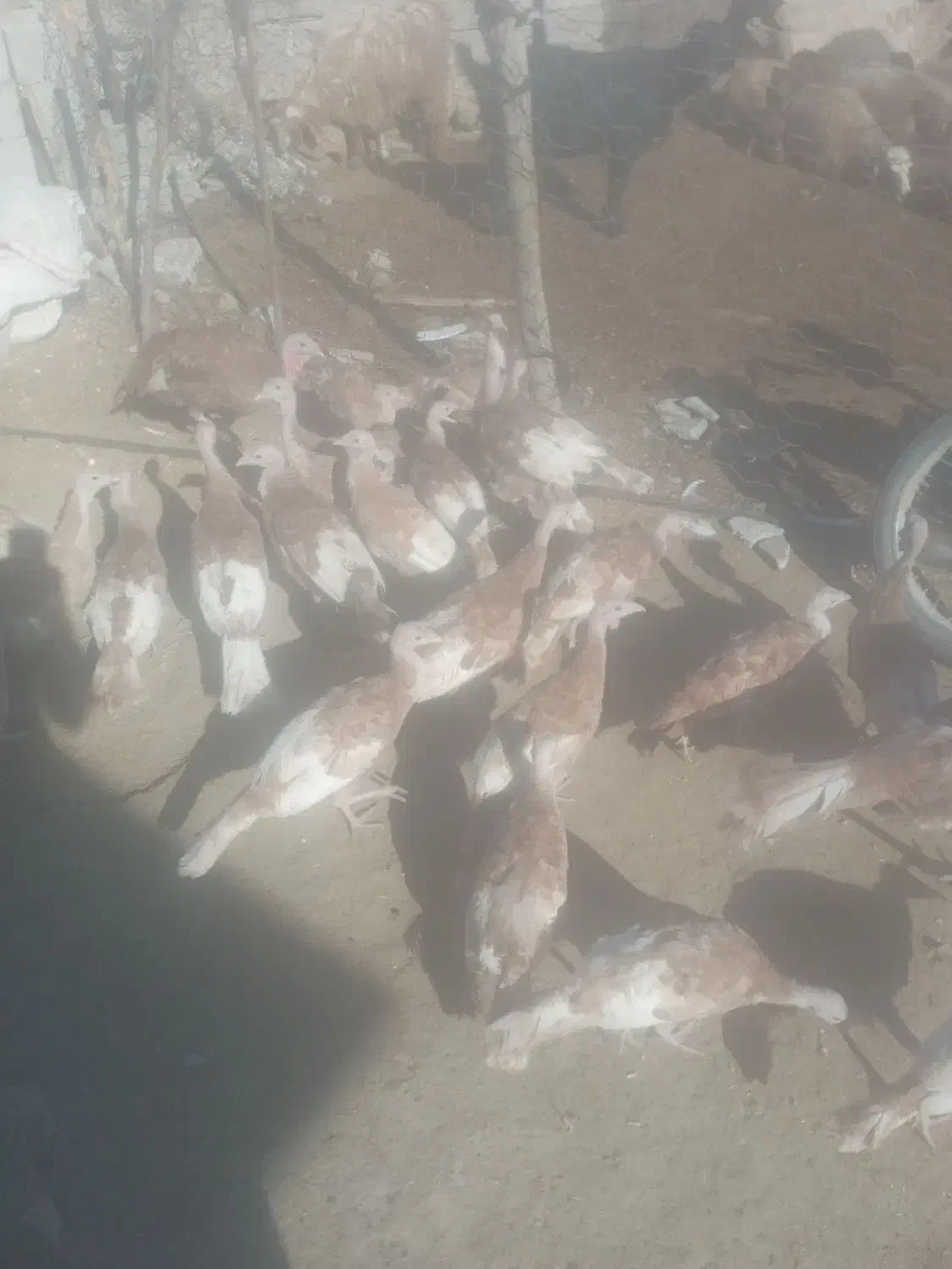 بوقلمون|حیوانات مزرعه|کوهدشت, |دیوار