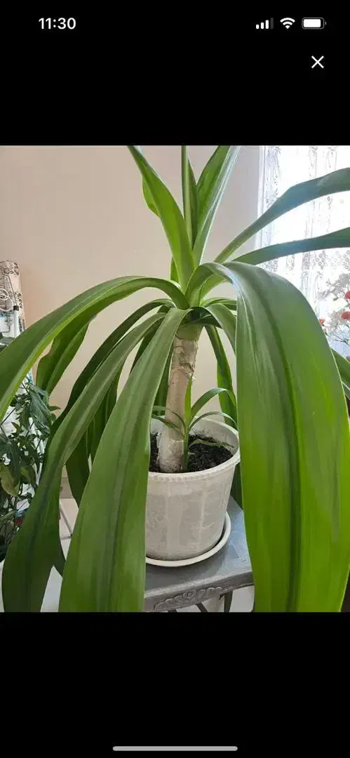 گل های شاداب|گل و گیاه طبیعی|شیراز, لاله|دیوار