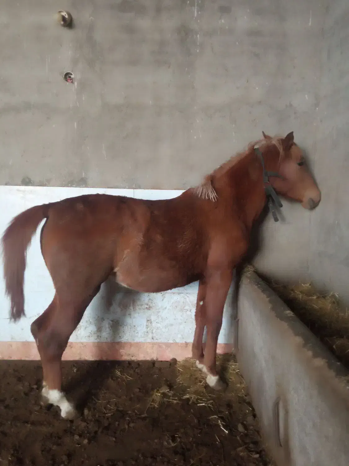 اسب|اسب و تجهیزات اسب‌سواری|گوگان, |دیوار