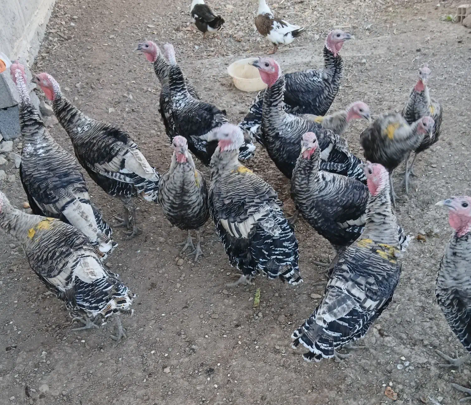 فروش بوقلمون محلی وسالم|حیوانات مزرعه|دیلمان, |دیوار