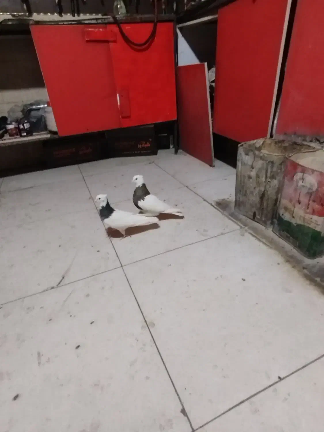 کلفه|پرنده|اردبیل, |دیوار