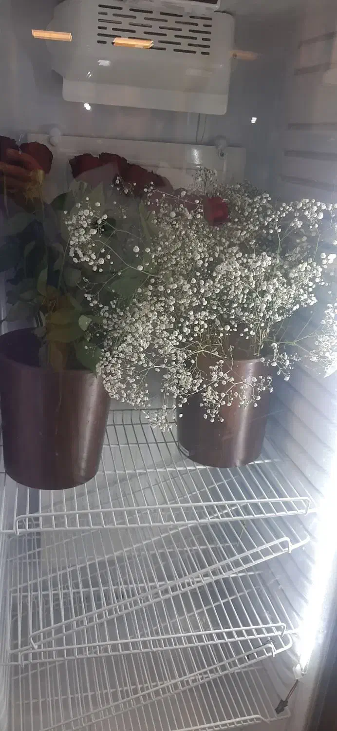 شاخه گل رز وشکوفه طبیعی|گل و گیاه طبیعی|خاش, |دیوار