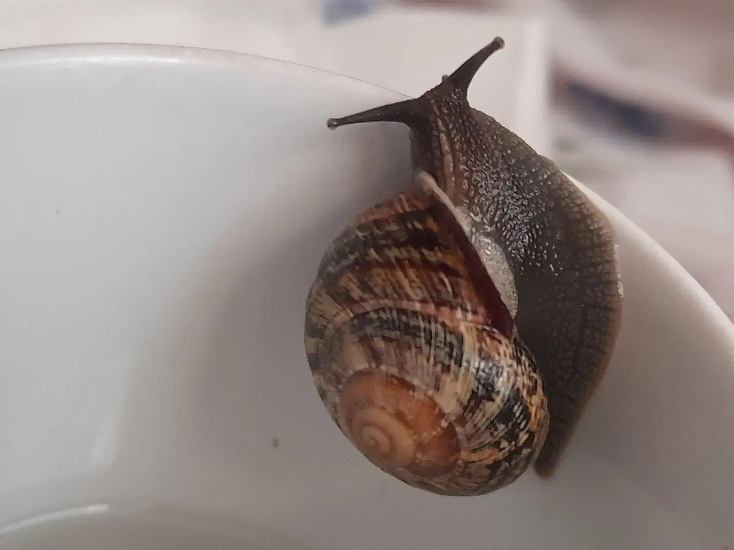 حلزون اسکارگو|خزنده|تهران, زاهد گیلانی|دیوار