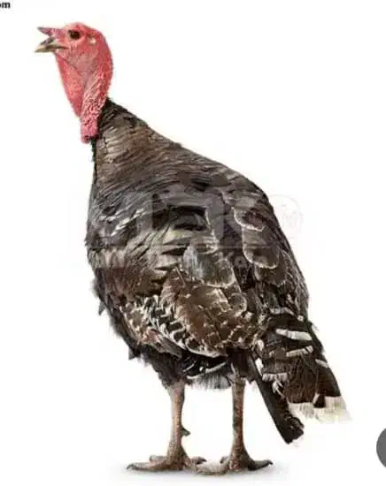 بوقلمون و غاز تخم گذار نر و ماده|حیوانات مزرعه|رودهن, |دیوار