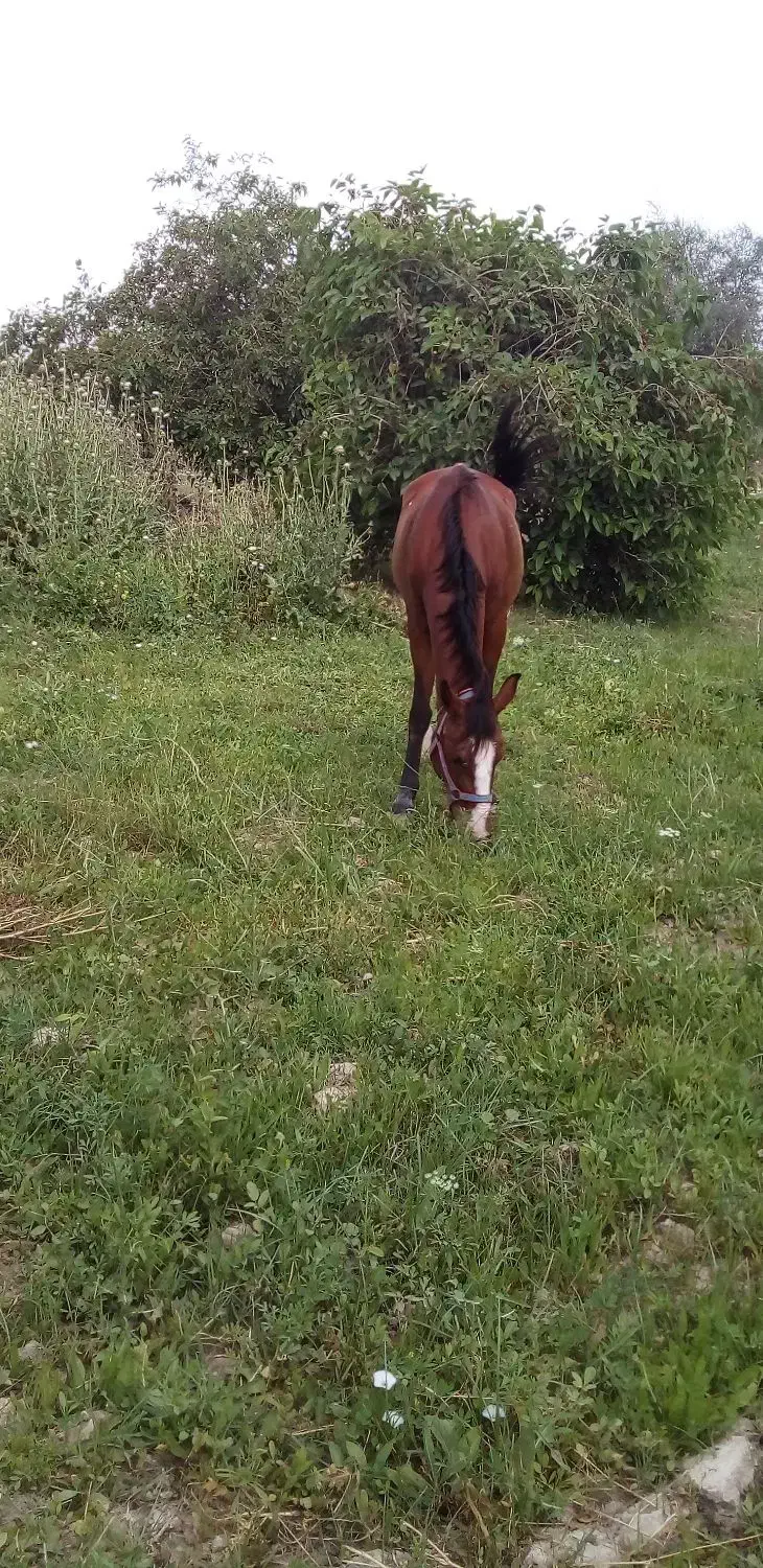 اسب مادیان|اسب و تجهیزات اسب‌سواری|گتوند, |دیوار