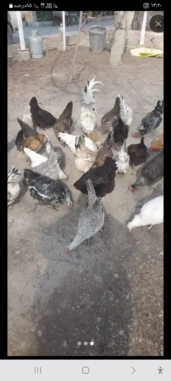 مرغ گلین|حیوانات مزرعه|مشهد, کارده|دیوار