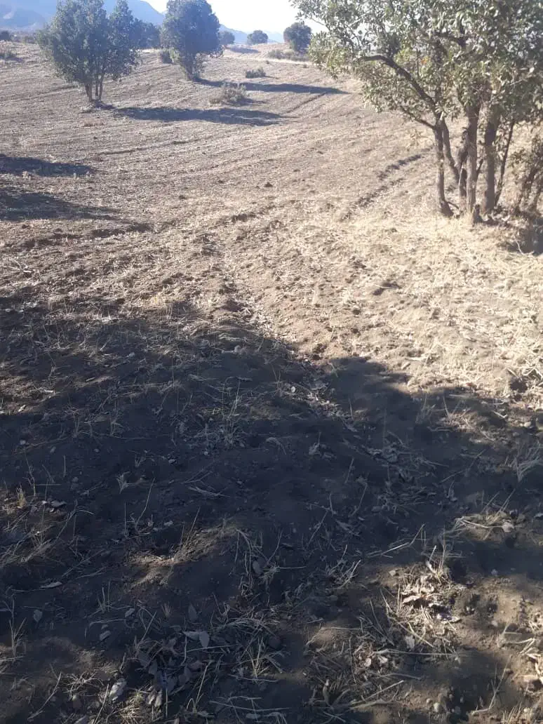 اجاره زمین کشاورزی|اجارهٔ دفتر صنعتی، کشاورزی، تجاری|کوهدشت, |دیوار