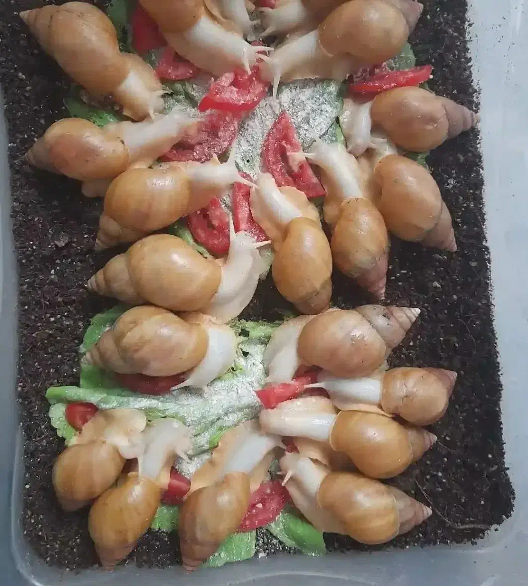 حلزون آچاتینا آلبینو|خزنده|همدان, |دیوار