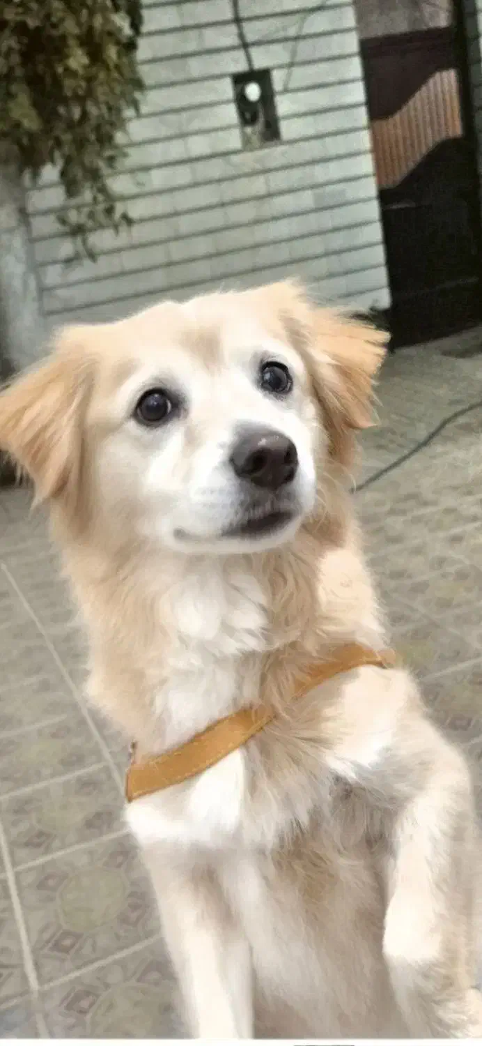 بیستی|سگ|اهر, |دیوار